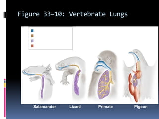 Section 33-3
Salamander Lizard PigeonPrimate
Nostrils, mouth, and
throat
Trachea
Lung
Air sac
Figure 33–10: Vertebrate Lungs
 