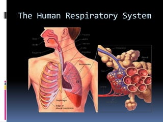 Section 37-3
Figure 37-13 The Respiratory System
The Human Respiratory System
 