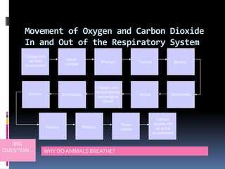 Section 37-3
Flowchart
Oxygen and
carbon dioxide
exchange at
alveoli
Oxygen-rich
air from
environment
Bronchioles
Nasal
cavities
Pharynx Trachea Bronchi
BronchiolesAlveoli
Pharynx
Nasal
cavities
Carbon
dioxide-rich
air to the
environment
Bronchi
Trachea
Movement of Oxygen and Carbon Dioxide
In and Out of the Respiratory System
BIG
QUESTION… WHY DO ANIMALS BREATHE?
 