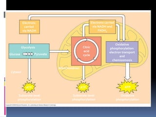 Mitochondrion
Substrate-level
phosphorylation
ATP
Cytosol
Glucose Pyruvate
Glycolysis
Electrons
carried
via NADH
Substrate-level
phosphorylation
ATP
Electrons carried
via NADH and
FADH2
Oxidative
phosphorylation
ATP
Citric
acid
cycle
Oxidative
phosphorylation:
electron transport
and
chemiosmosis
 