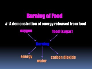 Burning of Food
A demonstration of energy released from food
Burning
energy
water
carbon dioxide
oxygen food (sugar)
 