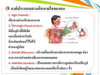 องค์ประกอบทางเดินหายใจของคน
1. จมูก (Nosteil) :
เป็นทางผ่านเข้าของอากาศ
2. โพรงจมูก (Nasal cavity) :
มีเยื่อบุผิวที่มิซิเลีย
และเมือกสาหรับดัก
สิ่งแปลกปลอมไว้ไม่ให้
ผ่านลงสู่ปอด
3. คอหอย (Pharynx) : บริเวณที่พบกันของช่องอากาศจากจมูก ช่อง
อาหารจากปากกล่องเสียงจากหลอดลมคอ
4. หลอดลม (trachea) : เป็นหลอดยาวตรงมีกระดูกอ่อนเรียงเป็นรูป
เกือกม้าติดอยู่โดยจะแตกแขนงออกเป็นขั้วปอด 2 ขั้ว
 