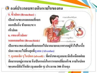 องค์ประกอบทางเดินหายใจของคน
5. ขั้วปอด (Bronchus) :
เป็นส่วนของหลอดลมที่แยก
ออกเป็นกิ่ง ซ้ายและขวา
เข้าปอด
6. แขนงขั้วปอด/
หลอดลมฝอย (Bronchiole)
เป็นแขนงของท่อลมที่แยกออกไปมากมายและแทรกอยู่ทั่วไปในเนื้อ
ปอด และจะไปสิ้นสุดที่ถุงลม (Alveolus)
7. ถุงลมเล็ก ๆ ในปอด (alveoli) : ที่ผนังของถุงลมจะมีเส้นเลือดฝอย
ล้อมรอบอยู่มากมาย จึงเป็นแหล่งในการแลกเปลี่ยนก๊าซ ภายในปอด
ของคนมีอัลวิโอลัส (ถุงลมเล็ก ๆ) ประมาณ 300 ล้านถุง
 