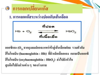 การแลกเปลี่ยนแก๊ส
1. การแลกแก๊สระหว่างปอดกับเส้นเลือด
ออกซิเจน (O2) จากถุงลมปอดจะแพร่เข้าสู่เส้นเลือดฝอย รวมตัวกับ
ฮีโมโกลบิน (haemoglobin : Hb) ที่ผิวเม็ดเลือดแดง กลายเป็นออกซิ
ฮีโมโกลบิน (oxyhaemoglobin : HbO2) ส่งไปยังหัวใจ
สูบฉีดไปยังส่วนต่าง ๆ ของร่างกาย
 
