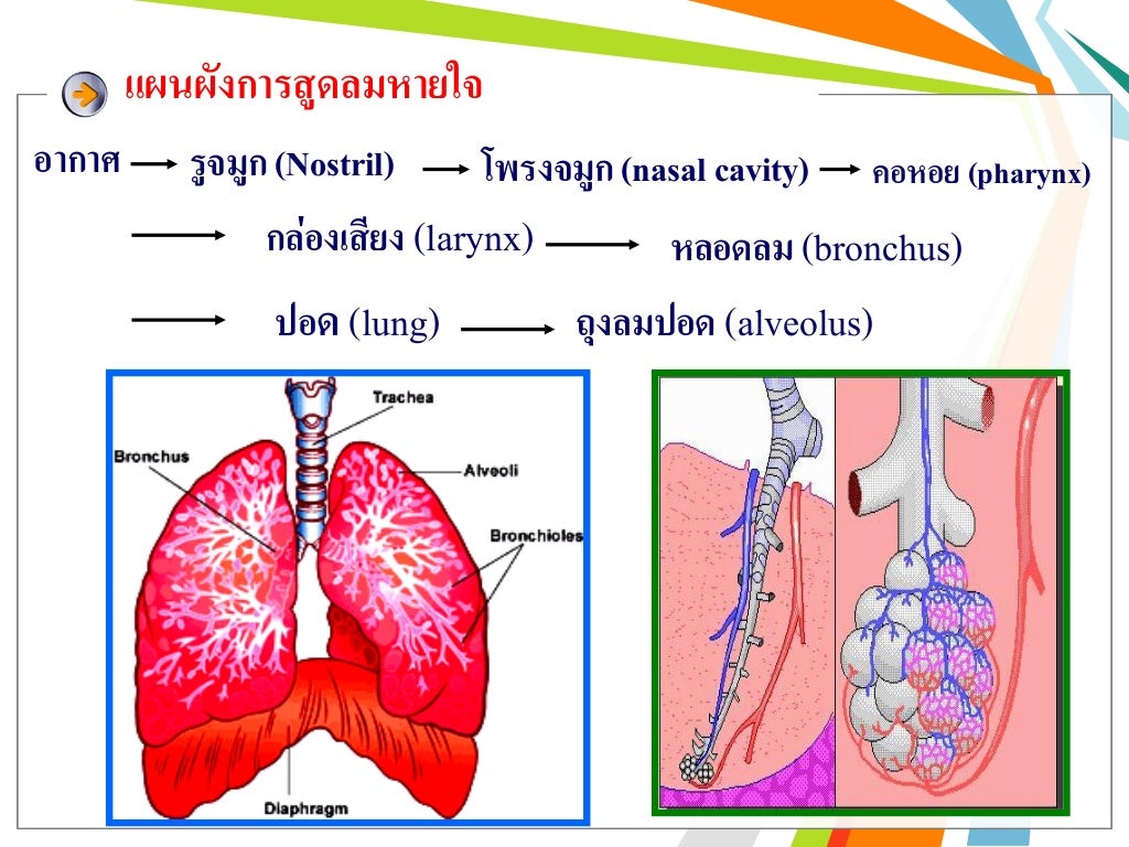 ระบบหายใจ (Respiratory System)