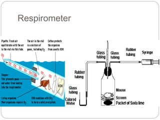 Respiration | PPTX