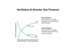 Respiration