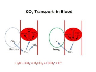 Respiration