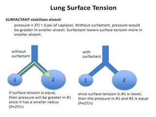 Respiration