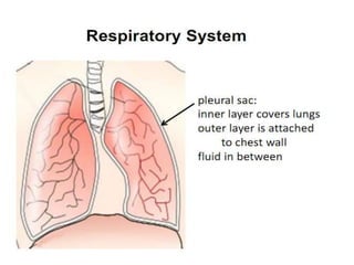 Respiration