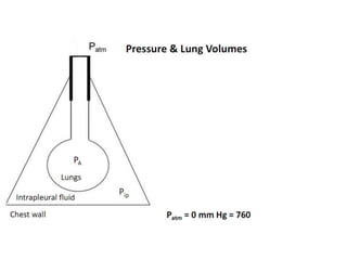 Respiration