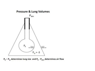Respiration