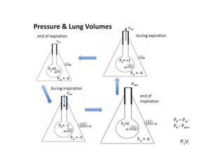 Respiration