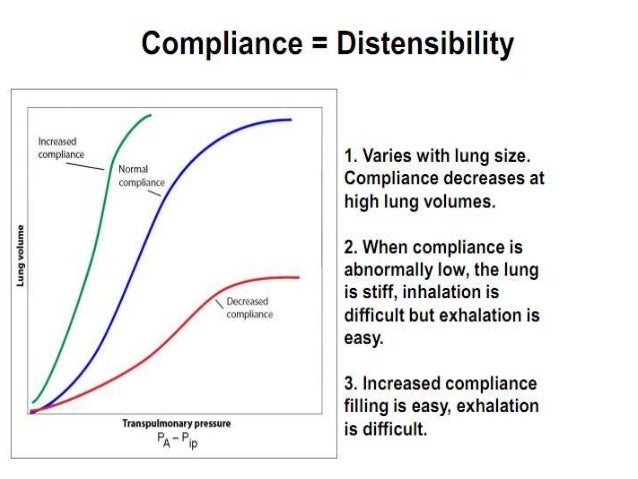respiration lung size