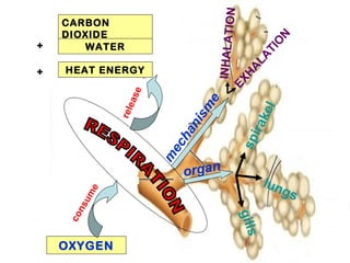 OXYGEN
consume
release
m
echanism
e
organ
INHALATIONEXHALATIO
N
spirakel
lungs
gills
CARBON
DIOXIDE
WATER
HEAT ENERGY
+
+
 