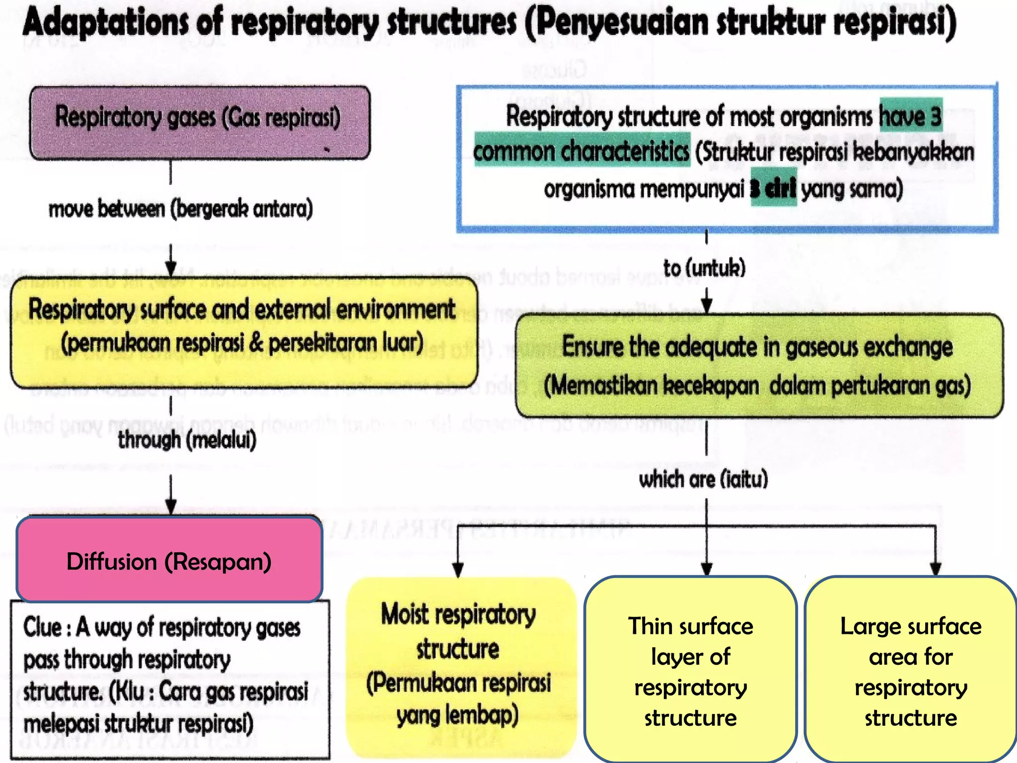 Respiration | PPT