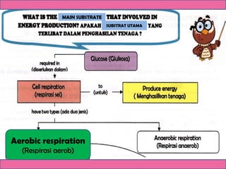 Aerobic respiration
(Respirasi aerob)
MAIN SUBSTRATE
SUBSTRAT UTAMA
 