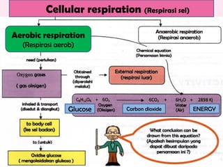 Cellular respiration (Respirasi sel)
Aerobic respiration
(Respirasi aerob)
Glucose Carbon dioxide ENERGY
 