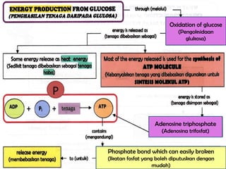 sfat Oxidation of glucose
(Pengoksidaan
glukosa)
Adenosine triphosphate
(Adenosina trifosfat)
Phosphate bond which can easily broken
(Ikatan fosfat yang boleh diputuskan dengan
mudah)
P
 
