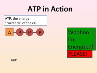 ATP in Action
A P P P Process
I NEED
ENERGY
PLEASE!
Woohoo!
I’m
Energized!
ATP, the energy
“currency” of the cell
ADP
 