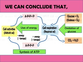 WE CAN CONCLUDE THAT,
Oxidation of
glucose
Uses of energy
Syntesis of ATP
 
