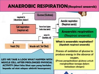 ANAEROBIC RESPIRATION(Respirasi anaerob)
LETS WE TAKE A LOOK WHAT HAPPEN WITH
MUSCLE CELL AFTER PROLONGED PHYSICAL
ACTIVITY (Mari kita lihat apa yang berlaku
kepada sel otot selepas aktiviti kecergasan)
Anaerobic respiration
(Respirasi anaerob)
What is anaerobic respiration?
(Apakah respirasi anaerob)
Process of oxidation of glucose to
produce energy in the absance of
oxygen.
(Proses pengoksidaan glukosa untuk
menghasilkan tenaga dalam
ketiadaan oksigen)
 