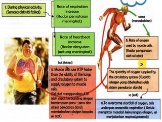 Rate of respiration
increase
(Kadar pernafasan
meningkat)
Rate of heartbeat
increase
(Kadar denyutan
jantung meningkat)
 
