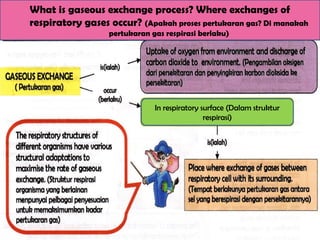 What is gaseous exchange process? Where exchanges of
respiratory gases occur? (Apakah proses pertukaran gas? Di manakah
pertukaran gas respirasi berlaku)
In respiratory surface (Dalam struktur
respirasi)
 
