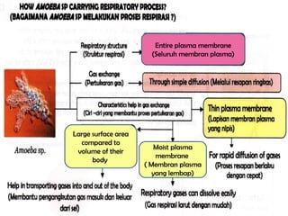 Entire plasma membrane
(Seluruh membran plasma)
Large surface area
compared to
volume of their
body
Moist plasma
membrane
( Membran plasma
yang lembap)
 