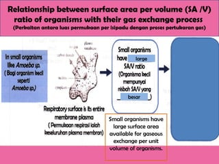 Relationship between surface area per volume (SA /V)
ratio of organisms with their gas exchange process
(Perkaitan antara luas permukaan per isipadu dengan proses pertukaran gas)
large
besar
Small organisms have
large surface area
available for gaseous
exchange per unit
volume of organisms.
 