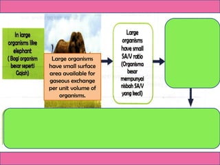 Large organisms
have small surface
area available for
gaseous exchange
per unit volume of
organisms.
 