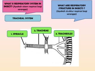 WHAT ARE RESPIRATORY
STRUCTURE IN INSECTS ?
(Apakah struktur respirasi bagi
serangga)
WHAT IS RESPIRATORY SYSTEM IN
INSECT? (Apakah sistem respirasi bagi
serangga)
TRACHEAL SYSTEM
1. SPIRACLE
2. TRACHEAE
3. TRACHEOLES
 