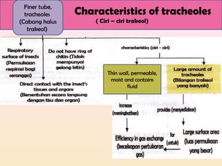 Characteristics of tracheoles
( Ciri – ciri trakeol)
Finer tube,
tracheoles
(Cabang halus
trakeol)
Thin wall, permeable,
moist and contains
fluid
 