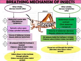 BREATHING MECHANISM OF INSECTS
Spiracle valve open
( Injap spirakel terbuka)
Abdominal muscle
contract
(Otot abdomen
mengecut)
Volume of abdomen decrease
(Isipadu abdomen berkurang)
 