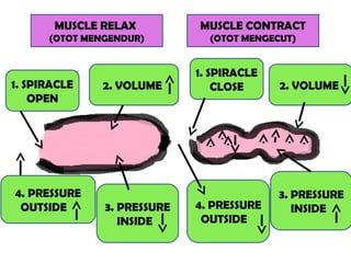 MUSCLE RELAX
(OTOT MENGENDUR)
MUSCLE CONTRACT
(OTOT MENGECUT)
1. SPIRACLE
OPEN
2. VOLUME
3. PRESSURE
INSIDE
4. PRESSURE
OUTSIDE
1. SPIRACLE
CLOSE 2. VOLUME
3. PRESSURE
INSIDE4. PRESSURE
OUTSIDE
 