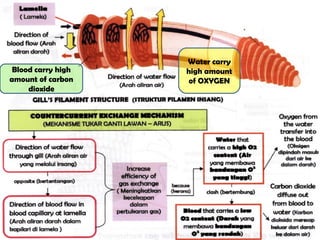 Water carry
high amount
of OXYGEN
Blood carry high
amount of carbon
dioxide
 