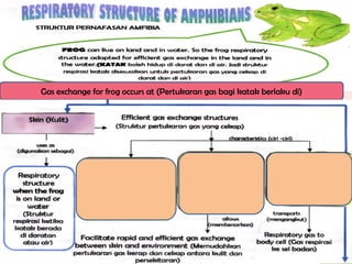 Gas exchange for frog occurs at (Pertukaran gas bagi katak berlaku di)
 