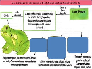 Gas exchange for frog occurs at (Pertukaran gas bagi katak berlaku di)
 