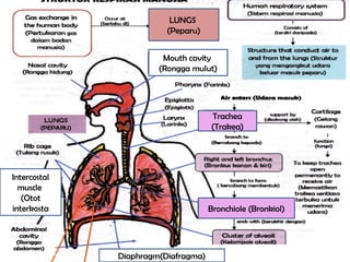 LUNGS
(Peparu)
Mouth cavity
(Rongga mulut)
Trachea
(Trakea)
Bronchiole (Bronkiol)
Intercostal
muscle
(Otot
interkosta
Diaphragm(Diafragma)
 