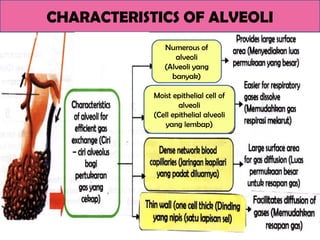CHARACTERISTICS OF ALVEOLI
Numerous of
alveoli
(Alveoli yang
banyak)
Moist epithelial cell of
alveoli
(Cell epithelial alveoli
yang lembap)
 