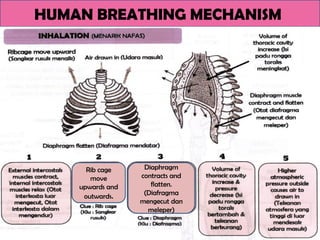 HUMAN BREATHING MECHANISM
Rib cage
move
upwards and
outwards.
Diaphragm
contracts and
flatten.
(Diafragma
mengecut dan
meleper)
 