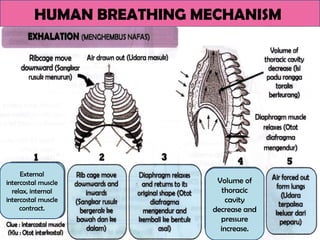 HUMAN BREATHING MECHANISM
External
intercostal muscle
relax, internal
intercostal muscle
contract.
Volume of
thoracic
cavity
decrease and
pressure
increase.
 