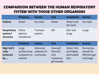 COMPARISON BETWEEN THE HUMAN RESPIRATORY
SYSTEM WITH THOSE OTHER ORGANISMS
Protozoa Insects Fish Amphibian Human
Habitat Water Dry land Water Water and
dry land
Dry land
Respiratory
system/
structure
Entire
plasma
membrane
Tracheal
system
Gill Skin and
lungs
Lungs
Protozoa Insects Fish Amphibian Human
High SA/V
ratio
achieved
by….
Large
surface area
compares to
volume
Extensive
network of
tracheoles
Have gill
filament
and
numerous
gill lamella
Moist, thin
and highly
permeable
skin.
Numerous
alveoli for
efficient gas
exchange.
 