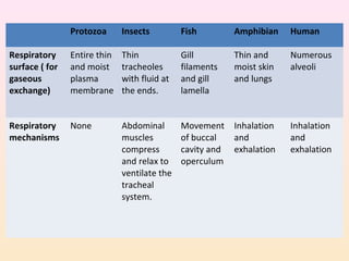 Protozoa Insects Fish Amphibian Human
Respiratory
surface ( for
gaseous
exchange)
Entire thin
and moist
plasma
membrane
Thin
tracheoles
with fluid at
the ends.
Gill
filaments
and gill
lamella
Thin and
moist skin
and lungs
Numerous
alveoli
Respiratory
mechanisms
None Abdominal
muscles
compress
and relax to
ventilate the
tracheal
system.
Movement
of buccal
cavity and
operculum
Inhalation
and
exhalation
Inhalation
and
exhalation
 