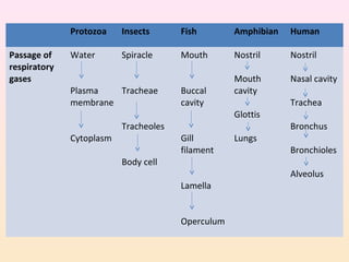 Protozoa Insects Fish Amphibian Human
Passage of
respiratory
gases
Water
Plasma
membrane
Cytoplasm
Spiracle
Tracheae
Tracheoles
Body cell
Mouth
Buccal
cavity
Gill
filament
Lamella
Operculum
Nostril
Mouth
cavity
Glottis
Lungs
Nostril
Nasal cavity
Trachea
Bronchus
Bronchioles
Alveolus
 