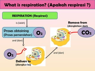 What is respiration? (Apakah respirasi ?)
RESPIRATION (Respirasi)
is (ialah)
Proses obtaining
(Proses pemerolehan) O2
and (dan)
O2
Delivers to
(diangkut ke)
CO2
and (dan)
Remove from
(disingkirkan dari)
 