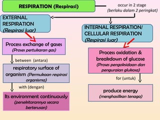 RESPIRATION (Respirasi) occur in 2 stage
(berlaku dalam 2 peringkat)
EXTERNAL
RESPIRATION
(Respirasi luar)
between (antara)
INTERNAL RESPIRATION/
CELLULAR RESPIRATION
(Respirasi luar)
Process exchange of gases
(Proses pertukaran gas)
respiratory surface of
organism (Permukaan respirasi
organisma)
with (dengan)
Its environment continuously
(persekitarannya secara
berterusan)
Process oxidation &
breakdown of glucose
(Proses pengoksidaan dan
penguraian glukosa)
for (untuk)
produce energy
(menghasilkan tenaga)
 
