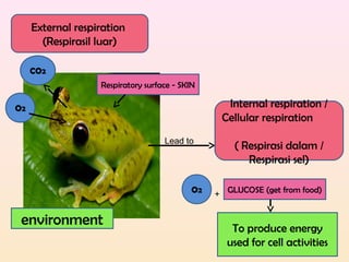 External respiration
(Respirasil luar)
Respiratory surface - SKIN
O2
CO2
environment
Lead to
Internal respiration /
Cellular respiration
( Respirasi dalam /
Respirasi sel)
O2
+ GLUCOSE (get from food)
To produce energy
used for cell activities
 