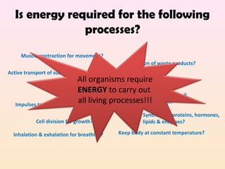 Is energy required for the following
processes?
Muscle contraction for movement?
Active transport of substances?
Digestion of food?
Impulses transmission for response?
Cell division for growth?
Keep body at constant temperature?
Excretion of waste products?
Meiosis for reproduction?
Mitosis for cell
division?
Synthesis of proteins, hormones,
lipids & enzymes?
Inhalation & exhalation for breathing?
All organisms require
ENERGY to carry out
all living processes!!!
 