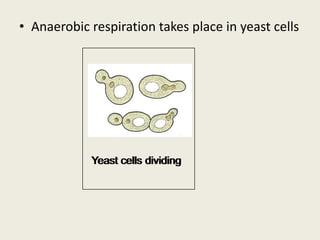 • Anaerobic respiration takes place in yeast cells
Yeast cells dividingYeast cells dividing
 